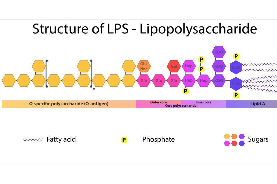 Đại thực bào Lipopolysaccharide LPS
